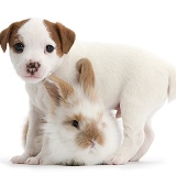 Jack Russell Terrier puppy, 4 weeks old, and baby rabbit