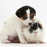 Jack Russell Terrier puppy and Guinea pig