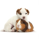 Jack Russell Terrier puppy and Guinea pig