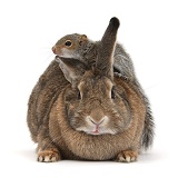 Young Grey Squirrel climbing on agouti rabbit