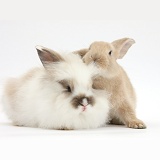 Fluffy and smooth young rabbits