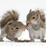 Young Grey Squirrels