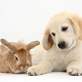 Rabbit and Golden Retriever pup
