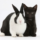 Black kitten with Dutch rabbit
