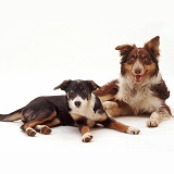 Red and blue Border Collies