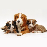 Border Collie and pups