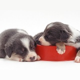 Border Collie pups asleep in a food bowl
