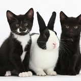 Black and tuxedo kittens with Dutch rabbit