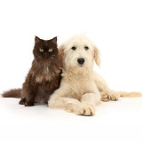 Goldendoodle and chocolate cat