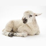 Lamb lying down with head up
