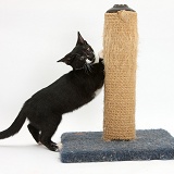 Black-and-white kitten using a scratching post