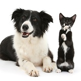 Black-and-white Border Collie and kitten