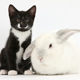 Black-and-white kitten, 9 weeks old, and white rabbit