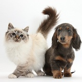 Birman cat and blue-and-tan Dachshund pup