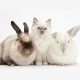 Blue-point kitten with white and colourpoint rabbits