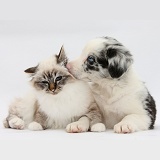 Tabby-point Birman cat and merle Border Collie pup