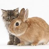 Tabby kitten and sandy rabbit