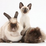 Rabbit, Guinea pig and Siamese kitten, 10 weeks old