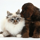 Cavapoo pup and Birman cat