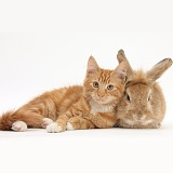 Ginger kitten with Sandy Lionhead-cross rabbit