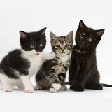 Three kittens together