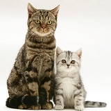 Brown tabby cat with silver tabby kitten