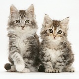 Tabby Maine Coon kittens