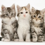 Three Maine Coon kittens