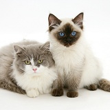 Ragdoll and Ragdoll x British Shorthair kittens