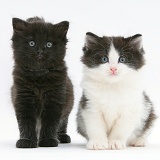 Black and black-and-white kittens