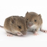 Baby yellow-necked mice