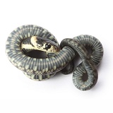 Baby grass snake shamming dead