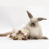 Ragdoll-cross kitten and young Colourpoint rabbit