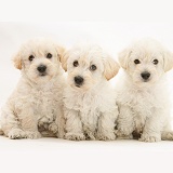 Three Woodle pups