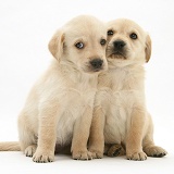 Cute Retriever-cross pups