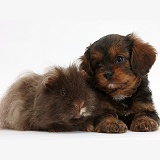 Cavapoo pup and shaggy Guinea pig