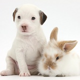 Jack Russell Terrier puppy, 4 weeks old, and baby rabbit