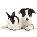 Black-and-white Border Collie pup and Dutch rabbit