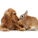 Golden Cocker Spaniel and rabbit