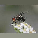 Grey Flesh Fly on Yarrow flower