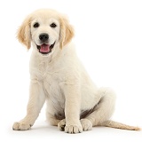 Golden Retriever pup, sitting