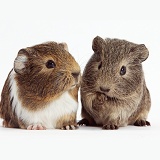 Two young Guinea pigs