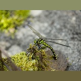 Southern Hawker Dragonfly female egg laying