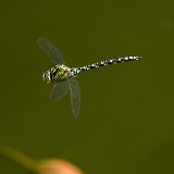 Southern Hawker Dragonfly male