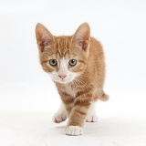 Ginger kitten walking forward