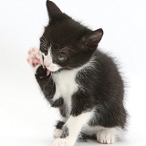 Black-and-white kitten washing