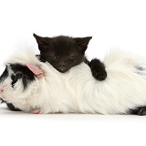 Black kitten lying on Black-and-white Guinea pig