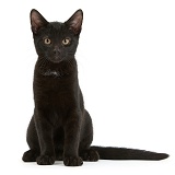 Black kitten, 3 months old, sitting