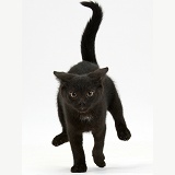 Black kitten running