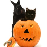 Black kitten and black rabbit with Halloween Pumpkin